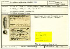 Karteikarte zum Syntyp von Clavulina antipodum Stache, 1864